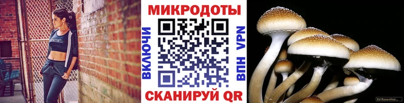 Галлюциногенные грибы Psilocybe  Яхрома 